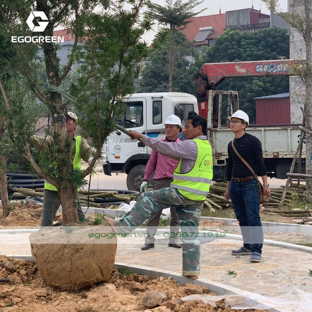 Chất lượng cây xanh hàng đầu Việt Nam